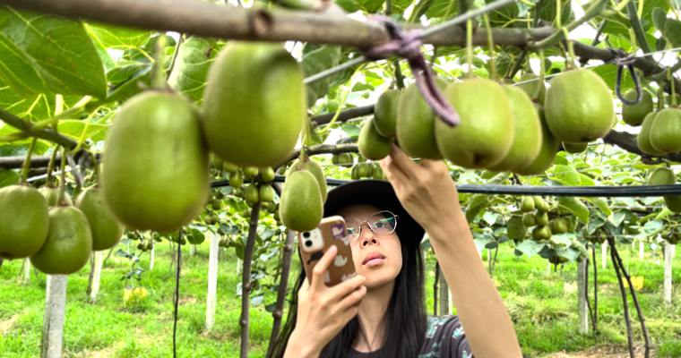 夏季獼猴桃果園種植管理注意事項(xiàng) 七月份word